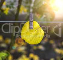 yellow leaf of apricot hanging on clothesline