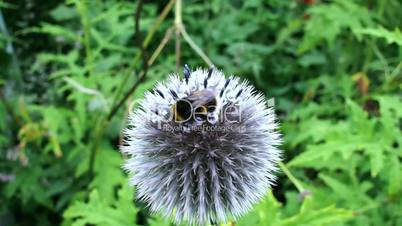 bee on a white spherical flower