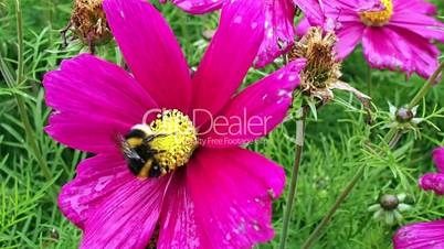 Bee on a purple flower