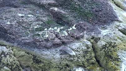 Seagulls on a cliff