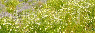 Field with daisies , focus on foreground