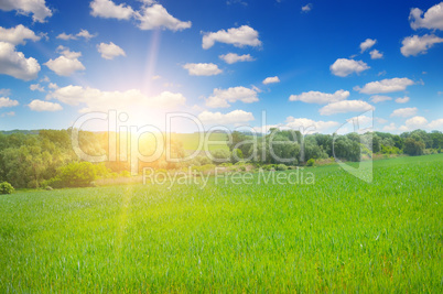 green field and blue sky