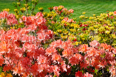 Bushes blooming rhododendron and green lawn