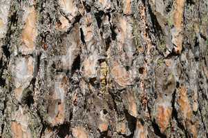 dry tree bark texture backgrounds