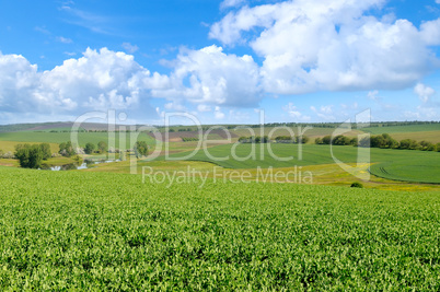 green field and blue sky with light cloud