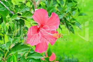 bright large flower of red hibiscus