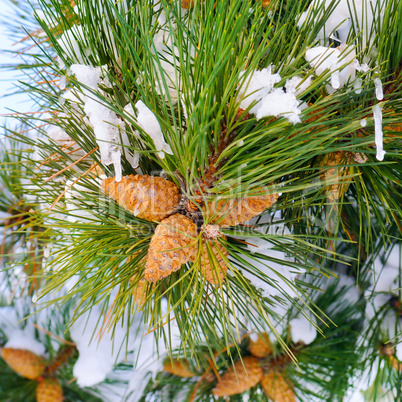 Winter background with pine cones.