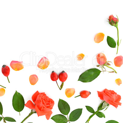 Pink roses isolated on white background. Flat lay, top view.