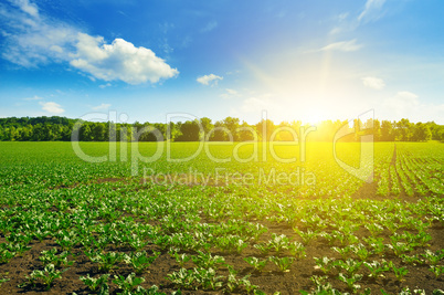 green beet fields and blue sky