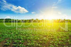 green beet fields and blue sky