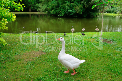 White goose on a green lawn.