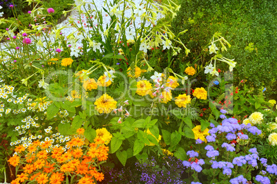 Bright flowerbed in a summer park.