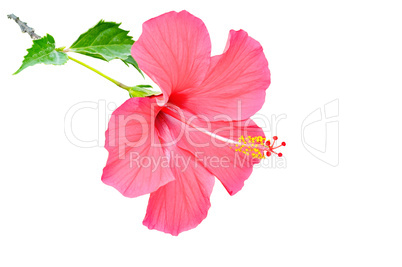 hibiscus flower isolated on white background. Free space for tex