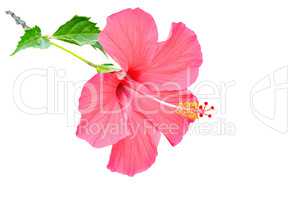 hibiscus flower isolated on white background. Free space for tex