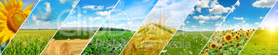 Panoramic view of green field and blue sky with light clouds.