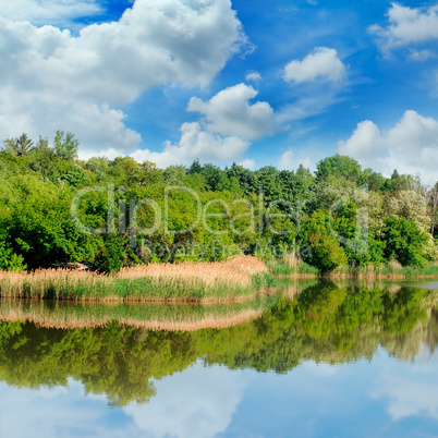 lake, summer forest on the banks and sky