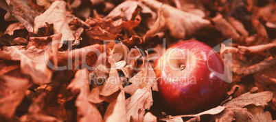 Autumn leaves with apple