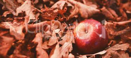 Autumn leaves with apple