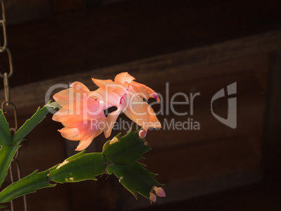 Flower-of-May, Schlumbergera truncata, bud and flowers on dark background