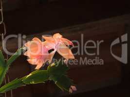 Flower-of-May, Schlumbergera truncata, bud and flowers on dark background