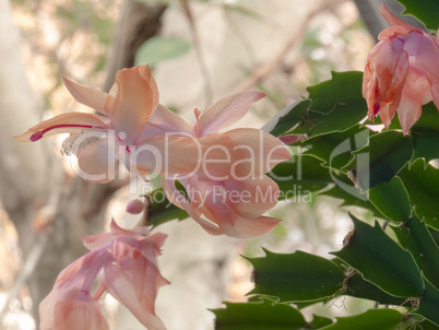 Flower-of-May, Schlumbergera truncata, bud and flowers in the Garden