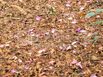 Carpet of fallen leaves with pink petals