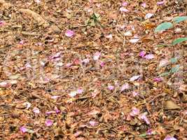 Carpet of fallen leaves with pink petals