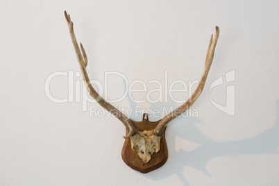 Reindeer thorn on white background