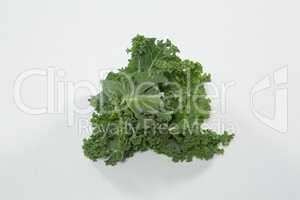 High angle view of fresh green kale