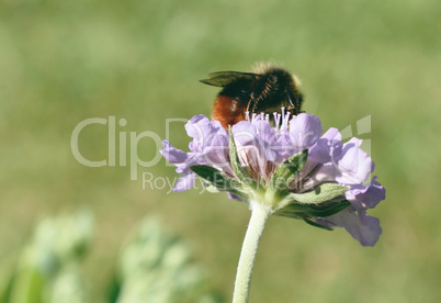 Honey Bee Pollinating purple flower