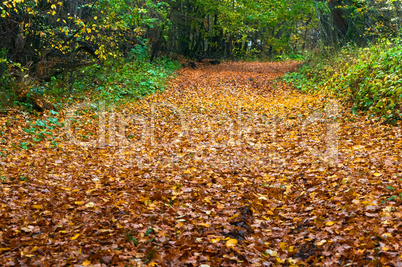 road covered with fallen autumn colored leaves