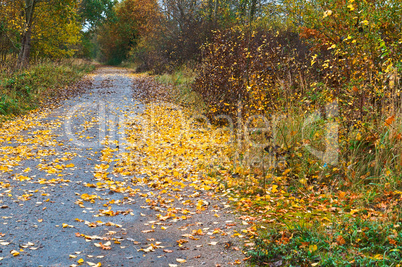 autumn forest, road covered with fallen autumn colored leaves