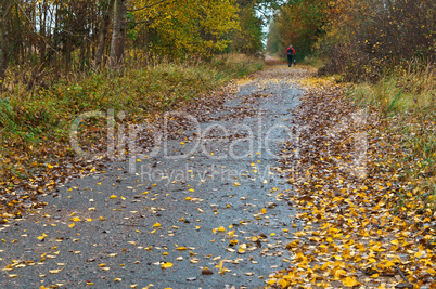 road covered with fallen autumn colored leaves