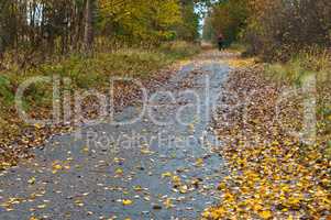 road covered with fallen autumn colored leaves