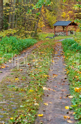 road covered with fallen autumn colored leaves