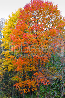 big tree with red yellow tip of the leaves in autumn, autumn tree with red orange and yellow leaves