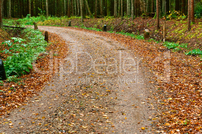 autumn forest, road covered with fallen autumn colored leaves