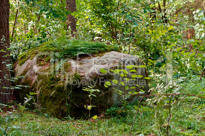a huge stone covered with green lichen in the woods