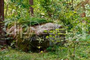 a huge stone covered with green lichen in the woods
