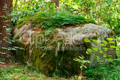 a huge stone in the forest covered with lichen