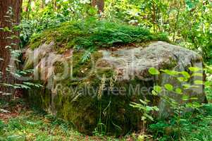 a huge stone in the forest covered with lichen