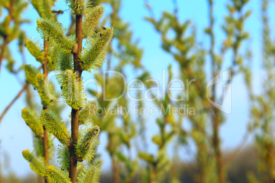 branch of willow in the spring