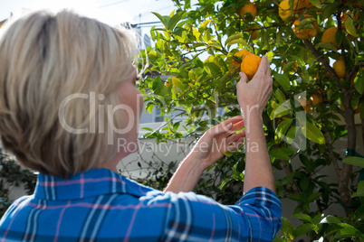 Rear view of woman examining orange on tree