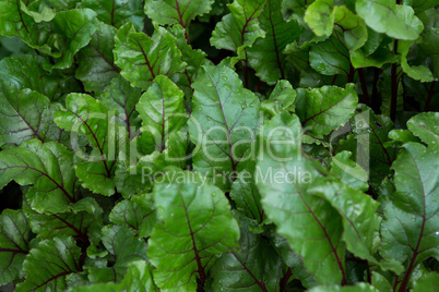 Close-up of fresh leafy vegetables