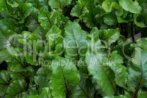 Close-up of fresh leafy vegetables