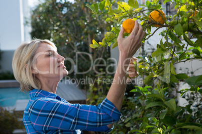 Beautiful woman examining orange on tree