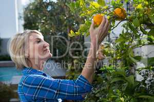 Beautiful woman examining orange on tree