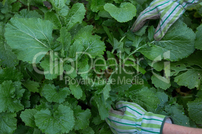 Woman examining leafy vegetables