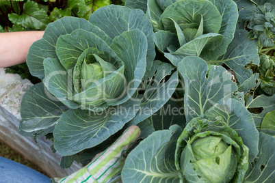 Woman harvesting cabbage