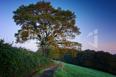 Wanderweg zwischen Wiesen und Bäumen, Odenthal, Deutschland